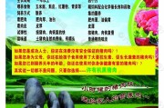 黑猪肉宣传视频(黑猪肉宣传视频大全)