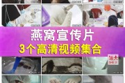 燕窝制作视频(燕窝制作的方法视频)