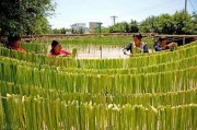 贡菜是什么做的视频(贡菜是什么做成的视频)