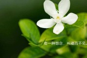 网易云自助下单平台(24小时全自助下单网站易网络)