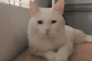 云养猫什么意思(云养猫的云是什么意思)