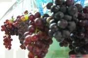 葡萄酒的制作方法视频(葡萄酒的制作方法视频大全)