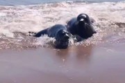 海豹短视频(海豹短视频实名认证)
