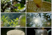 销售茶叶的视频(茶叶销售视频培训视频教程)
