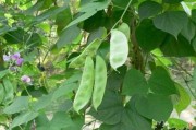 扁豆短视频(扁豆短视频下载)