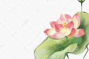 立夏短视频(立夏的小视频)