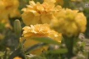 春天短视频(春天短视频大赛主题)