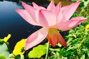 大众汽车广告视频(大众汽车广告视频想表达的)