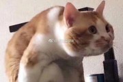 微博上的鸡加了微信
，如何完美拒绝吃鸡队友向你要微信？