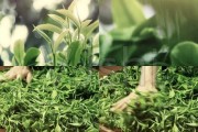 茶叶制作过程视频(茶叶制作过程视频教学)