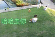怎么把短视频做成动图(怎么把短视频做成动图的)