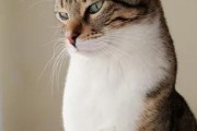 微博养号的8大禁忌
，养猫有什么禁忌？