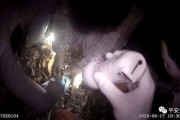 绊脚套怎么做视频(绊脚套的制作方法视频)