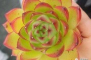 花友短视频(下载免费花友短视频)