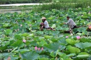 微山湖宣传视频(微山湖宣传视频大全)