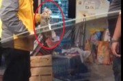 微博黄v怎么认证学生
，成都两大学生虐猫后遭“人肉” 微博致歉求原谅