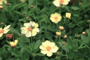 包含野花短视频的词条