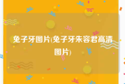 兔子牙图片(兔子牙朱容君高清图片)