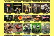 毒蘑菇宣传视频(毒蘑菇宣传视频搞笑)