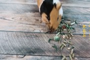 老鼠短视频(老鼠的视频大全视频)