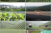 茶文化宣传视频(茶文化宣传视频文案)
