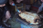 石头烤肉做法视频(用石头烤肉的视频大全)