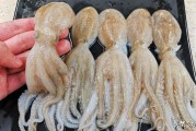 红烧八爪鱼的做法视频(红烧八爪鱼的做法视频教学)