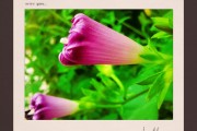 花心短视频(花心短视频版app下载安装)