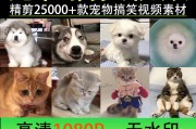 超搞笑短视频(特别搞笑的短视频)