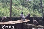 绊脚套制作方法视频(绊脚套制作方法视频教学)