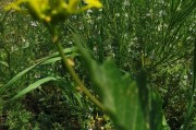 小主持人怎么申请黄v
，请问申请黄v除了回答问题，还有哪些方法？