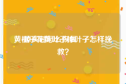 黄v掉实时怎么恢复
，栀子花黄叶子掉叶子怎样挽救？