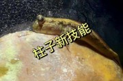 包含抖音超强变身术视频怎么制作的词条
