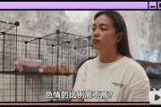 短视频黄版(短视频在哪里)