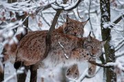虎猫短视频(虎猫短视频app下载)