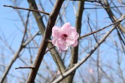 梅花的短视频(梅花盛开的短视频)