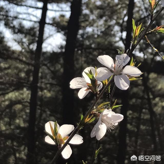 有什么自拍的好软件推荐吗？
