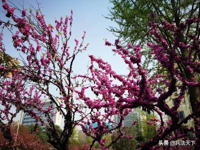 男女之事为什么叫桃花运？