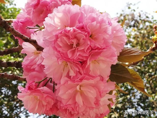 男女之事为什么叫桃花运？