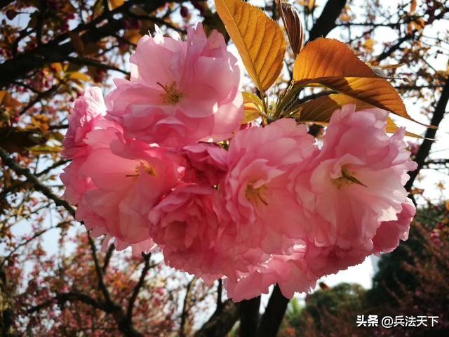 男女之事为什么叫桃花运？