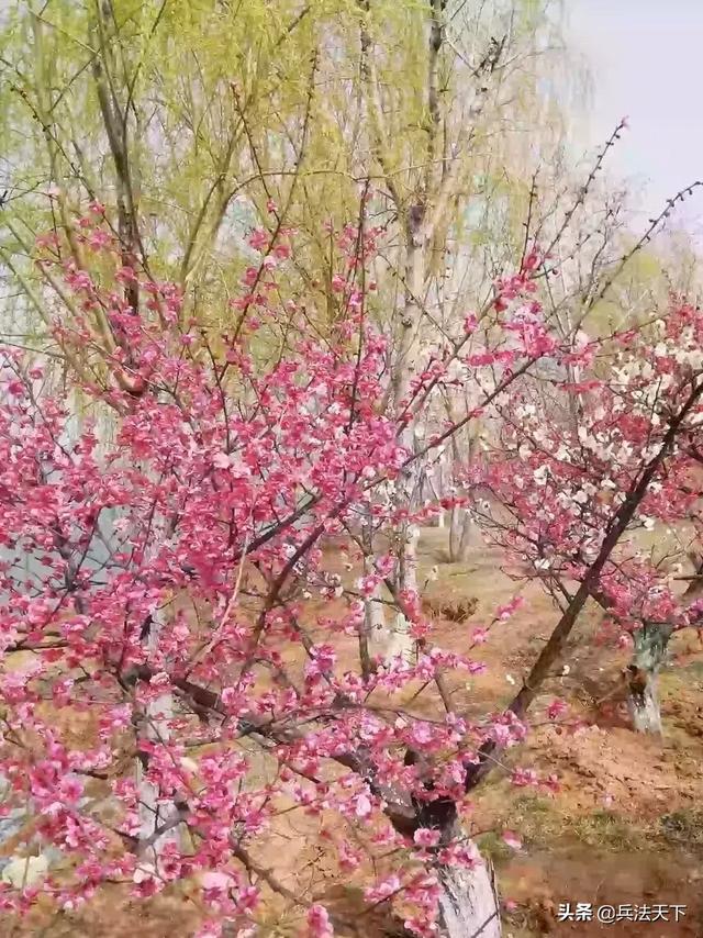 男女之事为什么叫桃花运？