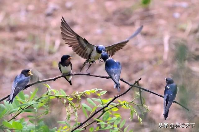 男女之事为什么叫桃花运？