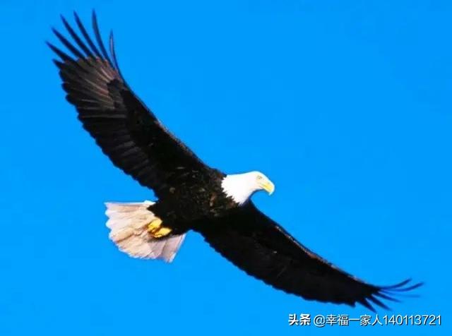 为什么有些人都想加今日头条的黄v呢？加黄v有什么捷径吗？