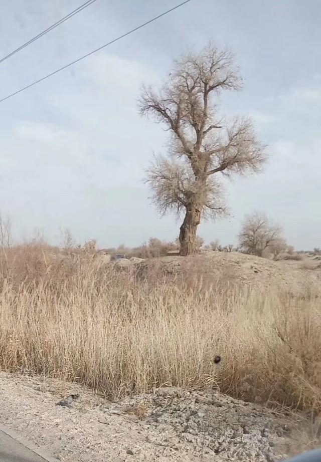 兴趣认证的4个问题都通过了，怎么还不是黄V，接下来还需要什？