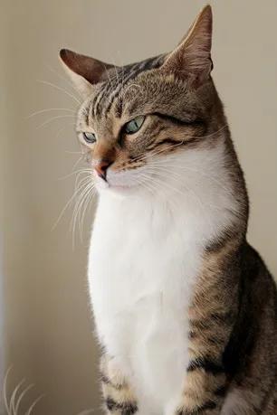 养猫有什么禁忌？