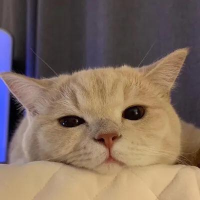 养猫有什么禁忌？