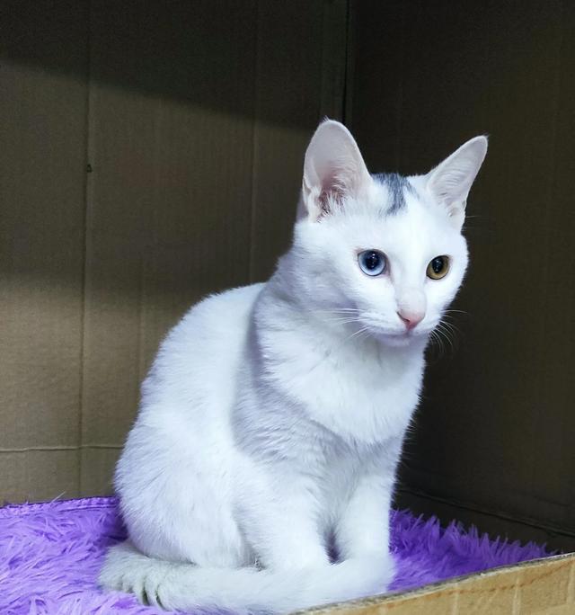 养猫有什么禁忌？