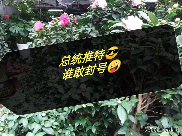 特朗普的推特账号被永久封杀，8870万粉丝清零，你咋看？