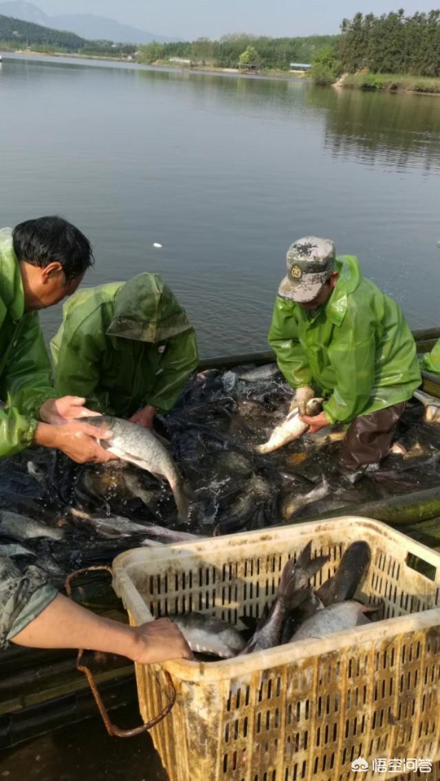 本人想养一批土鸡，因为第一次做没有客源，如何寻找客源？