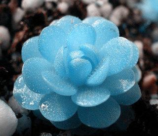 为什么淘宝买的花草很多是假的？